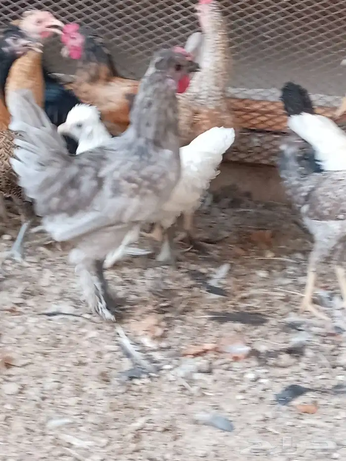 دجاج بلدي 24 حبه ودجاج برهام 12حبه العمر 4شهور ونصف الجوز 30 0