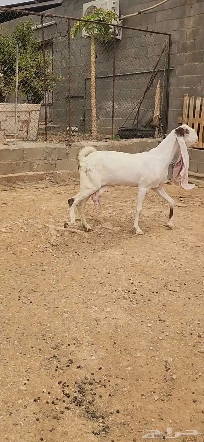 عنزين هولندية طيبة وجروم طيبة مضاريع شرط 4