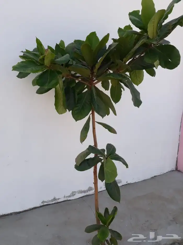 تنسيق حدائق 32