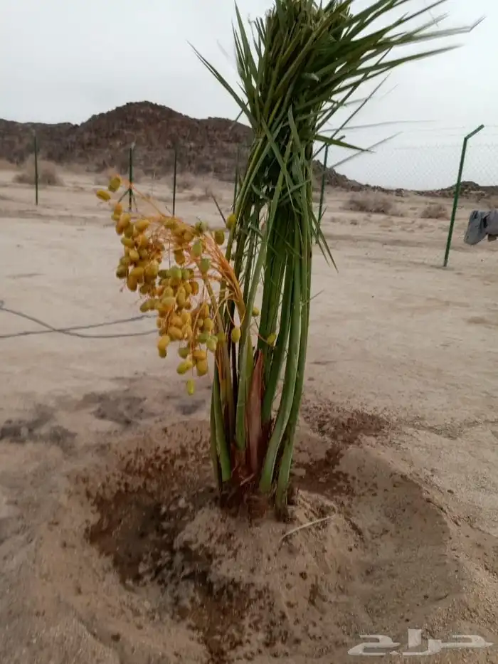 نخيل فسائل فراخه نخل للبيع مشكلات نادره. الزلفي اللغاط شقرا 1