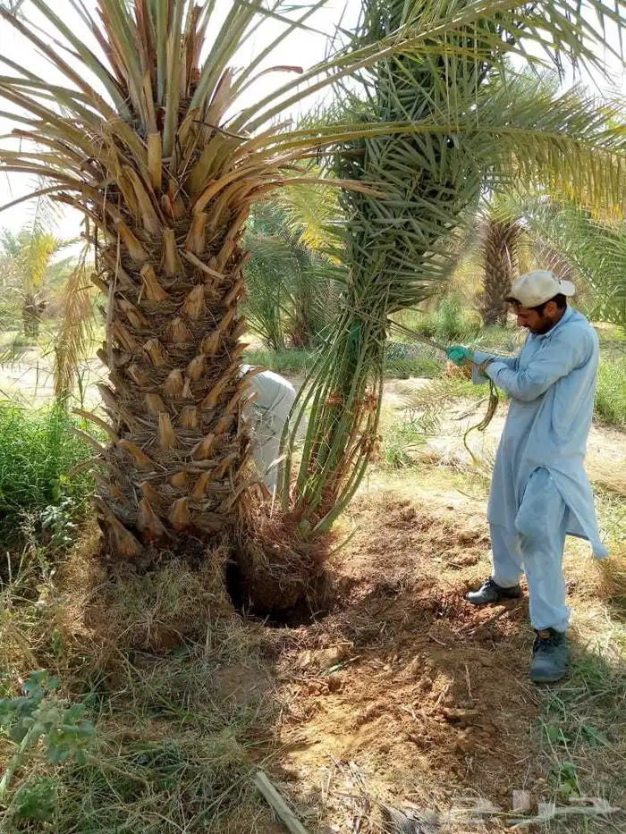 نخل عربي واشنطني نخيل للبيع توريد زراعه فروخ نقايل جثايث 5
