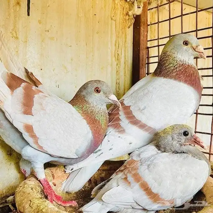 خبير ومعلم فى مجال الحمام وعمل دراسة جدوى للمشروع 0