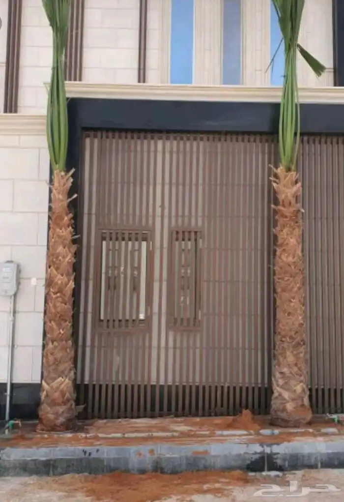 توريد وزراعه جميع انواع النخيل 3