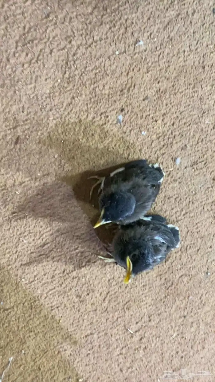 فروخ مينا حجم سوبر جامبو صحة ونظافة 0