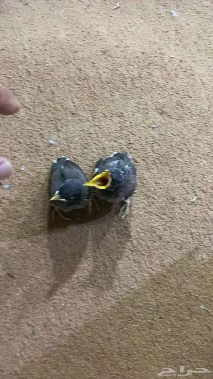 فروخ مينا حجم سوبر جامبو صحة ونظافة 1