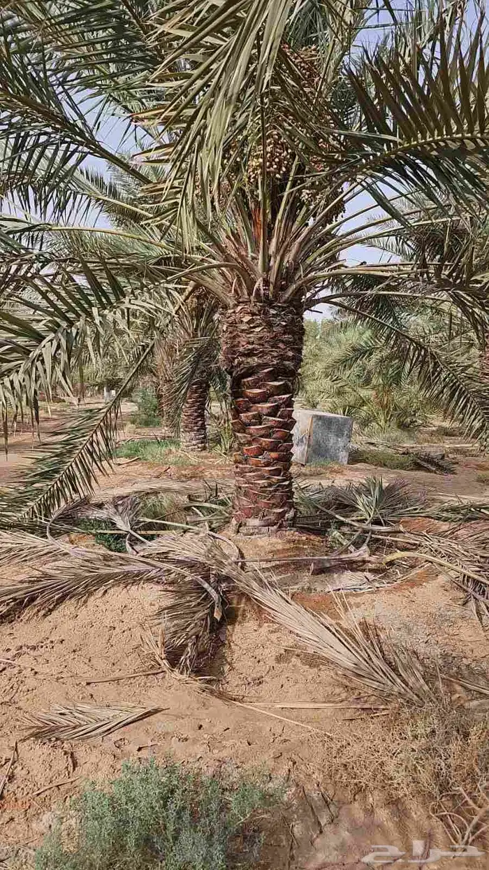 نخل خلاص فخر ثمره فيه للبيع 0