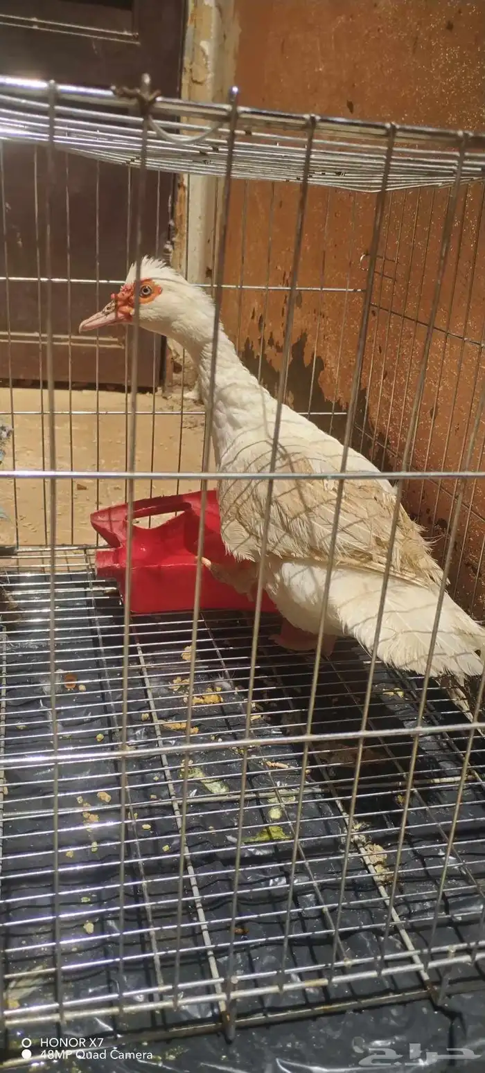 بطه منتج 0