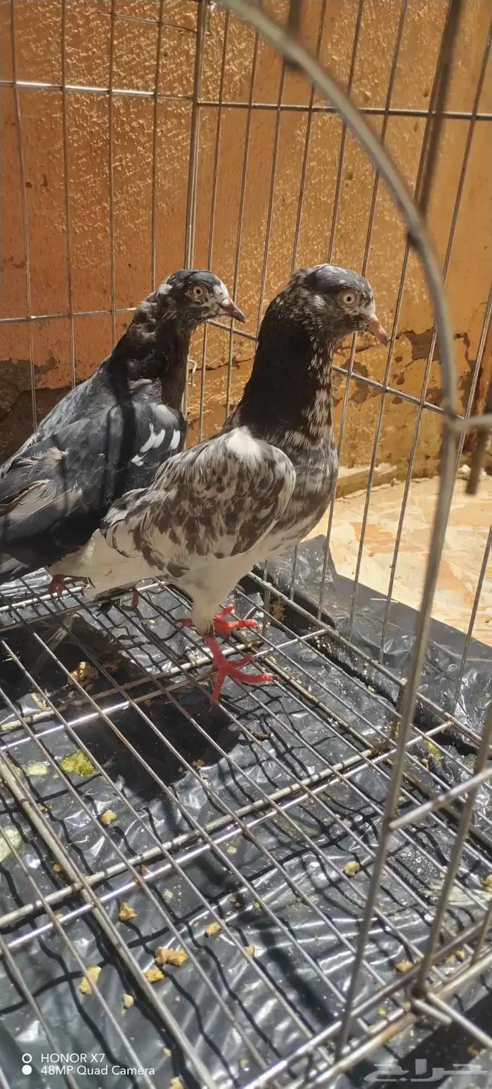 حمام بكستاني و قطيفي للبيع 9