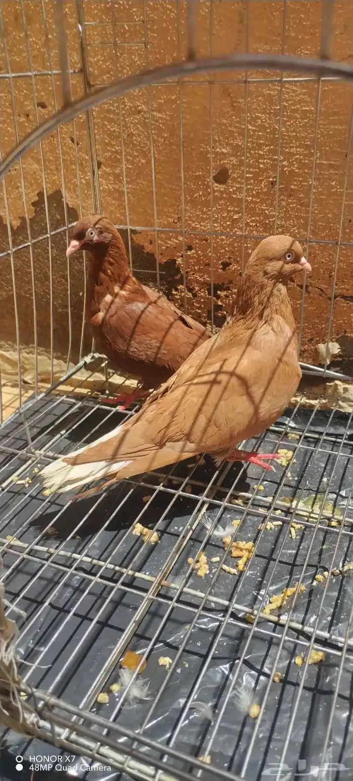 حمام بكستاني و قطيفي للبيع 4