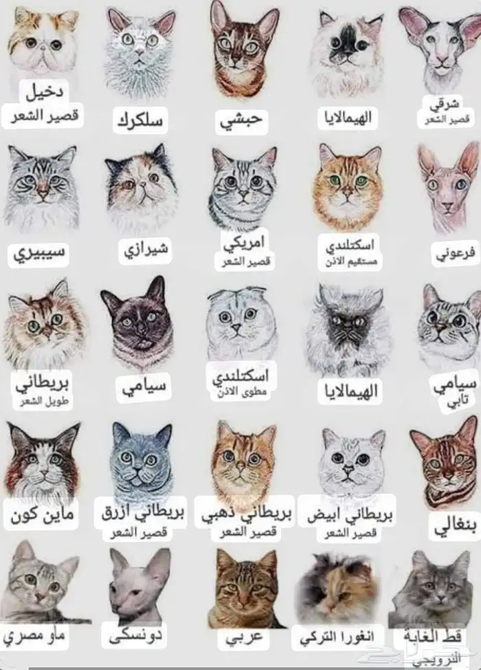 مربيه حيوانات بالايام و الاسبوع 1