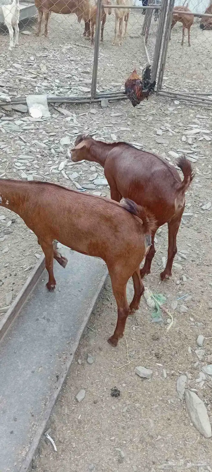 للبيع جفار 3