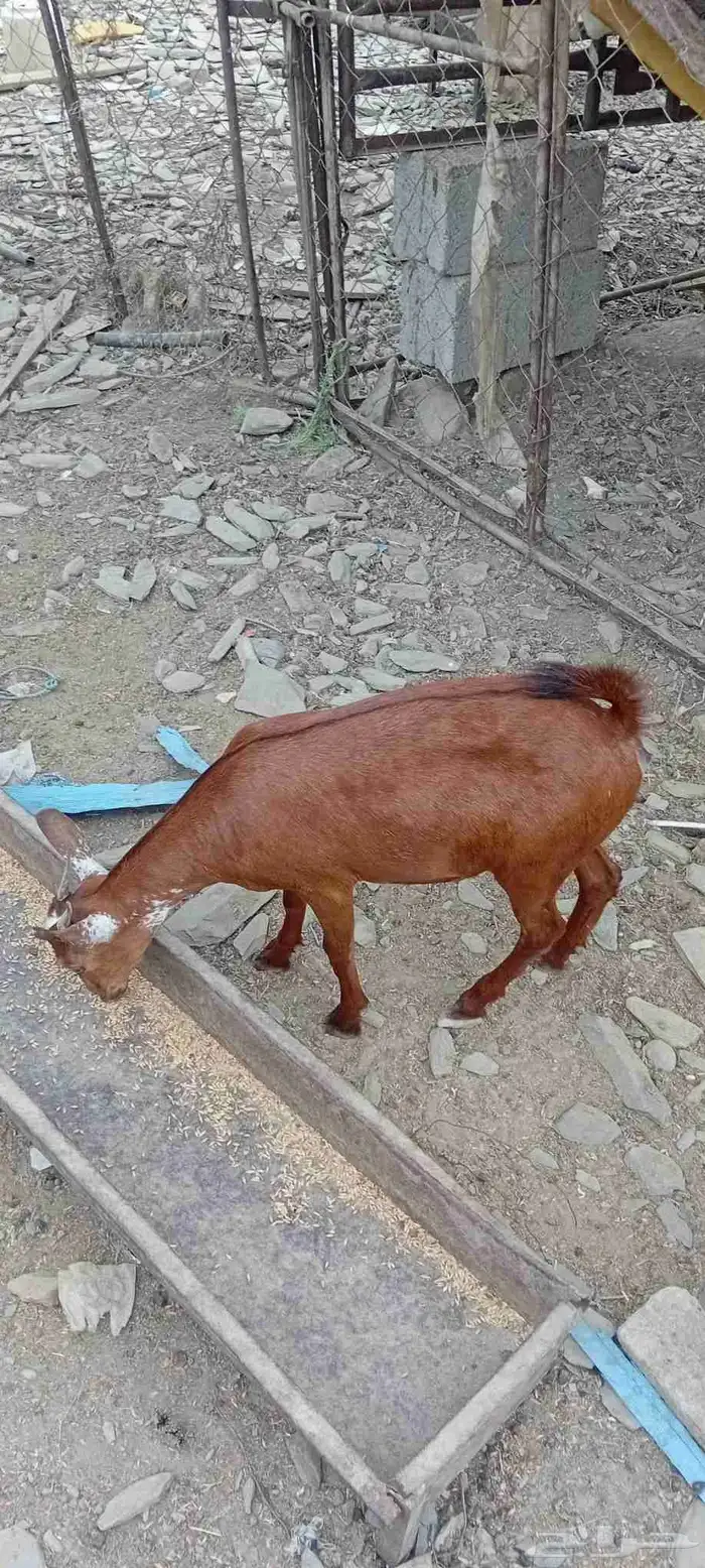 للبيع جفار 0