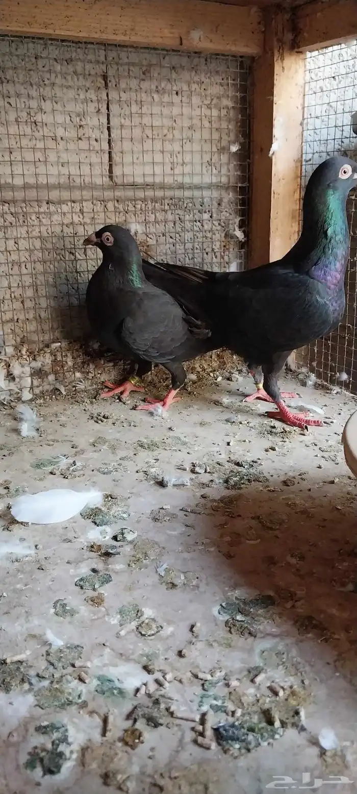 جوز زاجل اسود م انتاجه 1