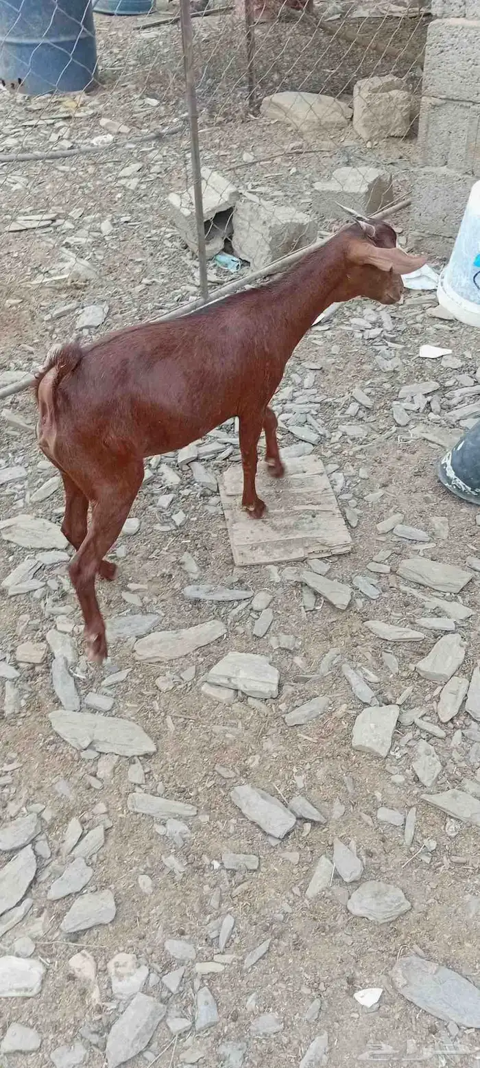 للبيع جفار 1