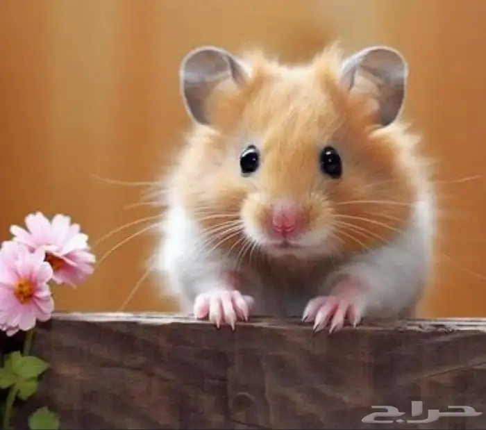 مربيه حيوانات بالايام و الاسبوع 7