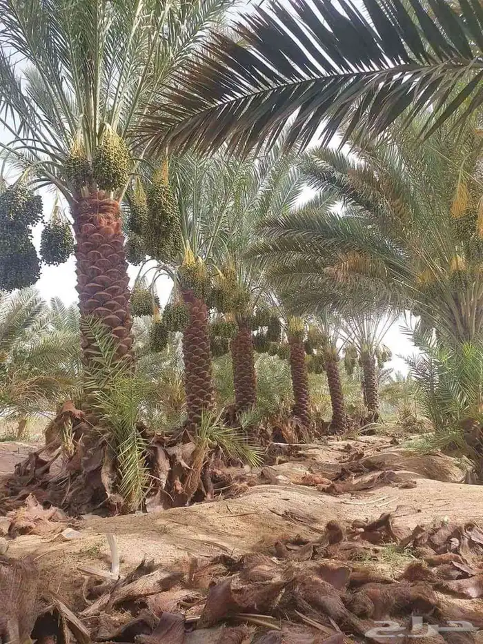 السلام عليكم ورحمة الله وبركاته يوجد لدينا جميع انواع النخيل 4
