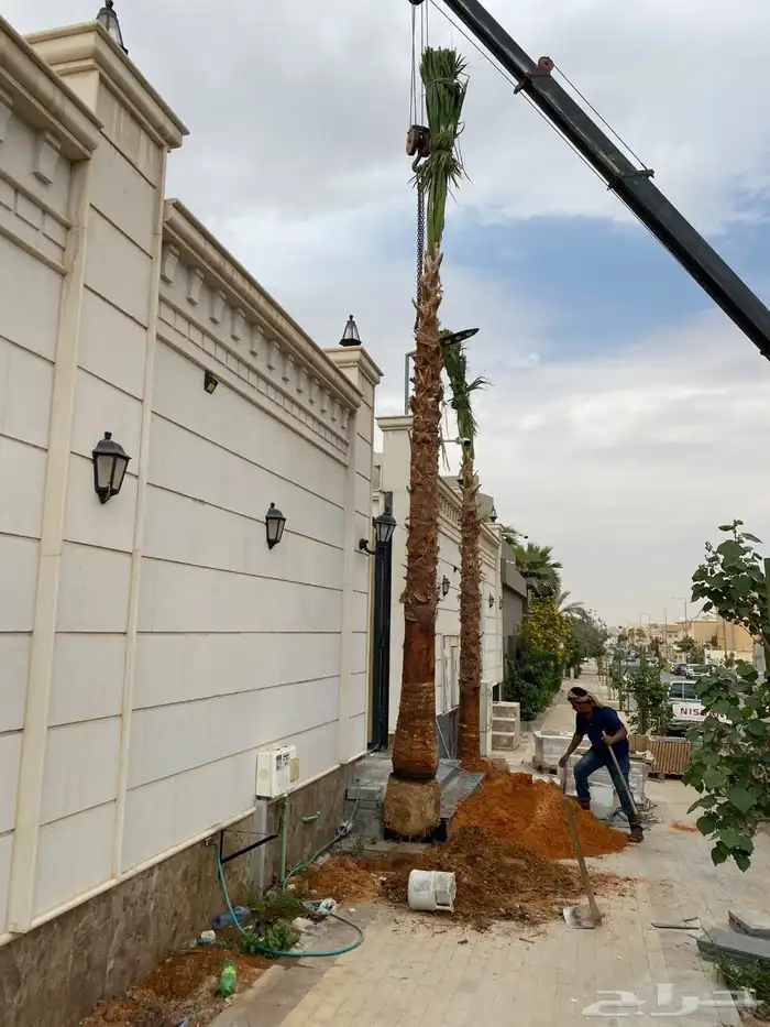 نخل عربي واشنطني نخيل للبيع توريد زراعه فروخ نقايل جثايث 9