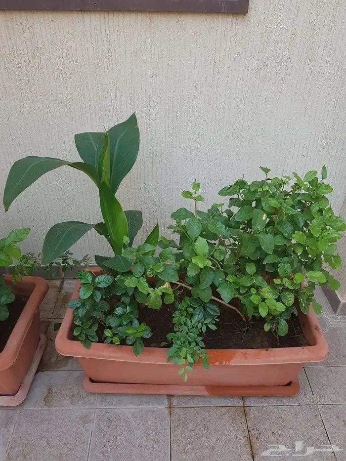 تنسيق حدائق 30