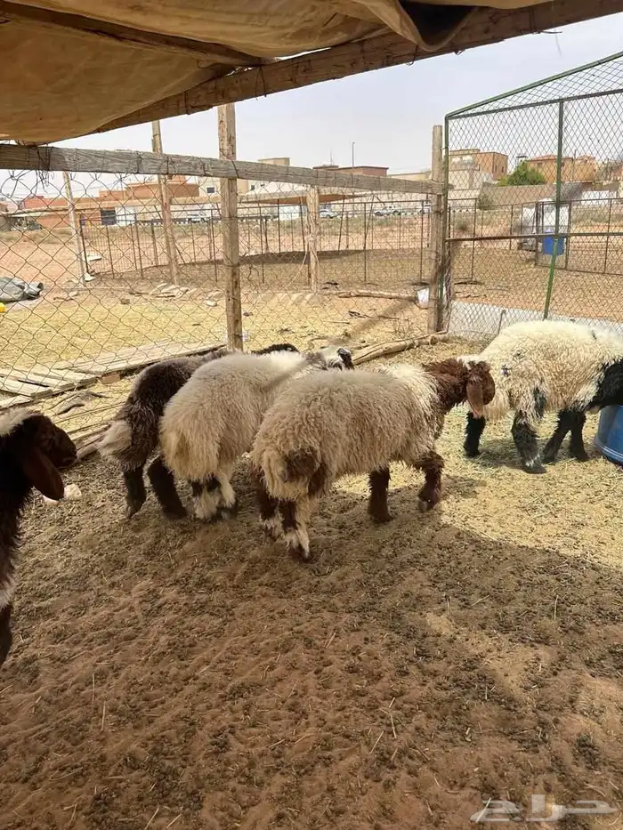 طليان نعيم تم البيع 1
