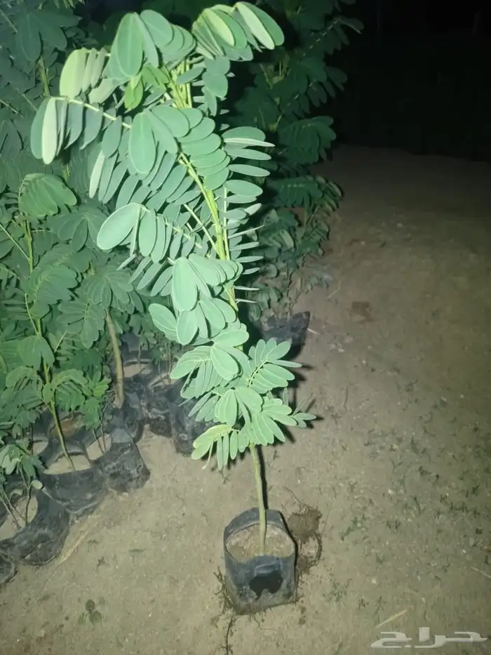 مشتل ساق النموذجي 3
