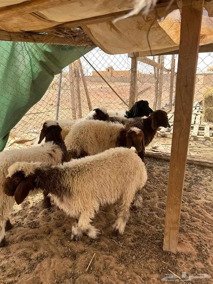 طليان نعيم تم البيع 0