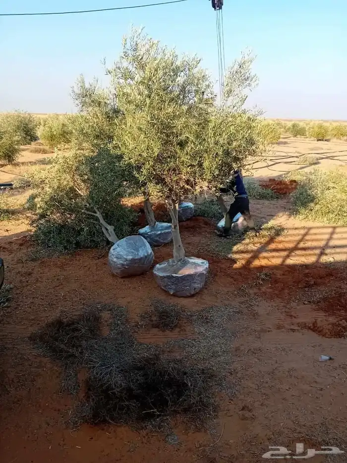 السلام عليكم ورحمة الله وبركاته يوجد الدينا اشجار زيتون نيبا 2