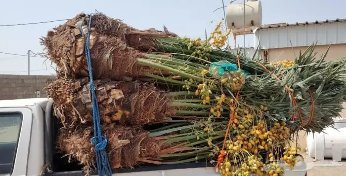 يوجد لدين جميع النوع النخل وجميع المقاست اتوصيل جميع المناطق 12