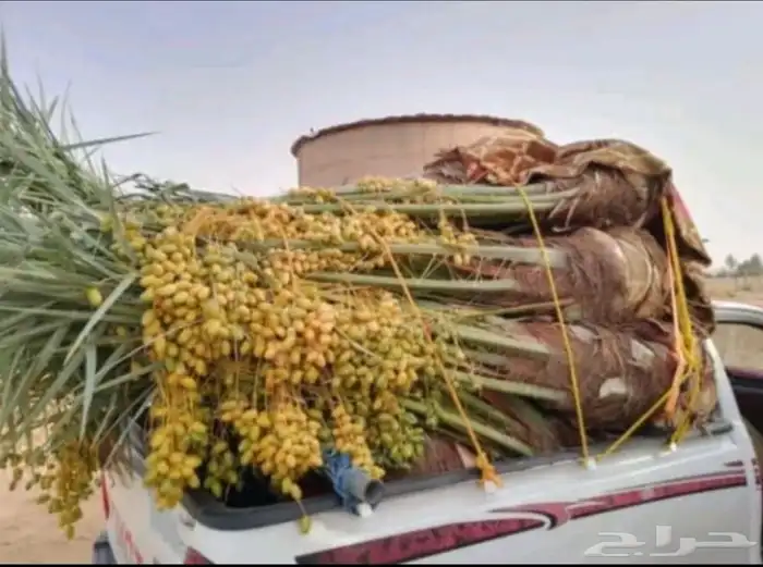 يوجد لدينا جميع انواع النخيل المثمر والزينه 0