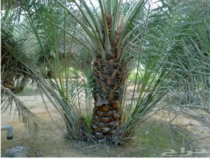 فروخ نخل منوع 0