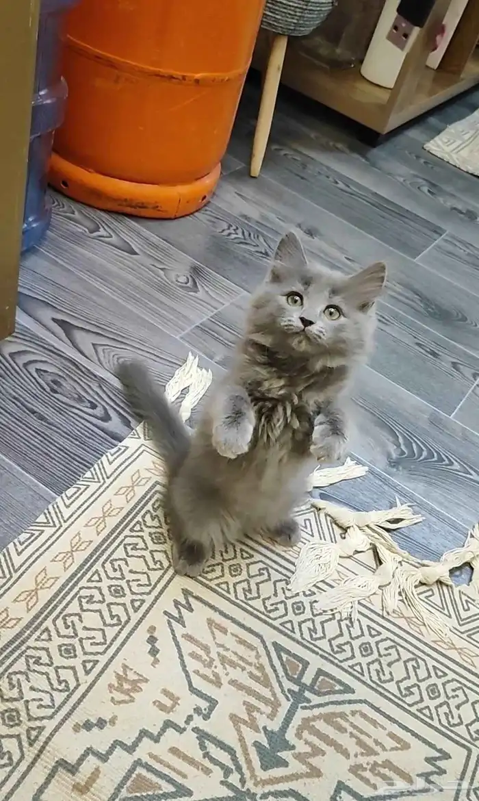 قطة صغيرة كتن 0