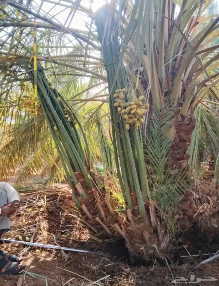 يوجد لدينا جميع انواع النخيل لتواصل 2