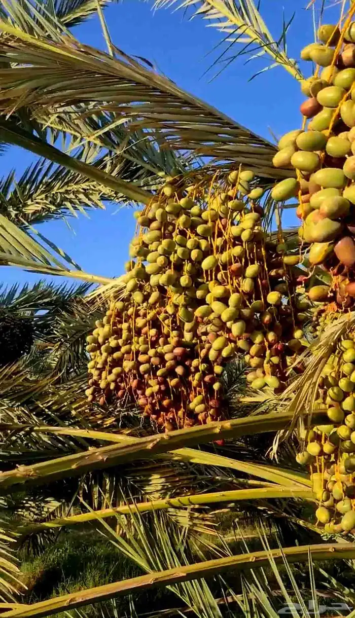 مزرعة_للبيع او الإيجار مدة طويله في المدينة المليليح 26