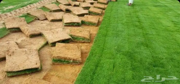 ثيل c2000 انجيله نخل واشنطن. حديقه 3