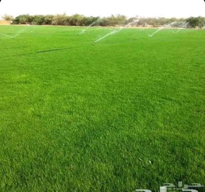 ثيل c2000 انجيله نخل واشنطن. حديقه 5