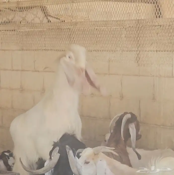 فحل عارضي منتج مطور ابيض كريمي ابرص 7