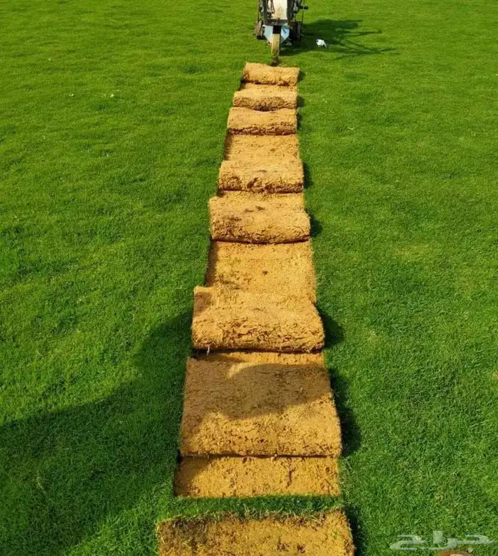 ثيل c2000 انجيله نخل واشنطن. حديقه 2