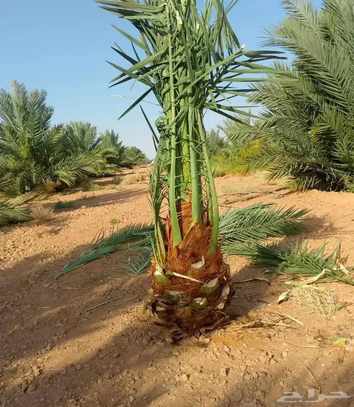 ثيل c2000 انجيله نخل واشنطن. حديقه 6