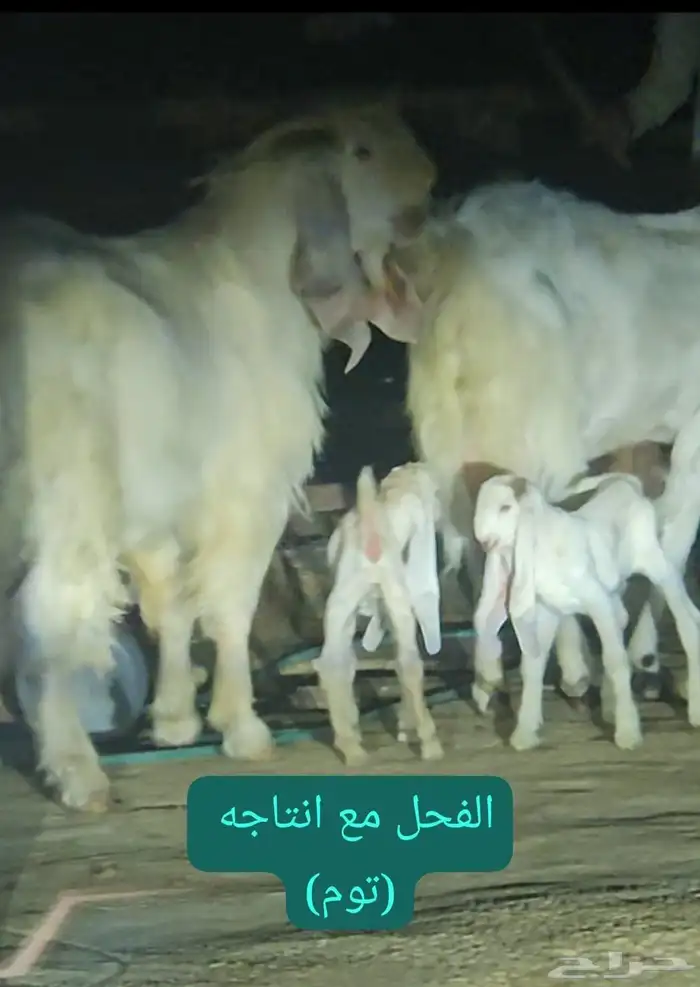فحل عارضي منتج مطور ابيض كريمي ابرص 5