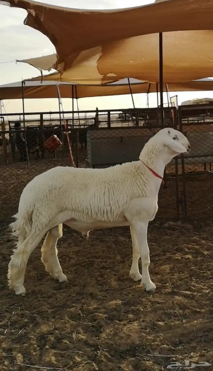 مشروع فحل حري تم البيع 0
