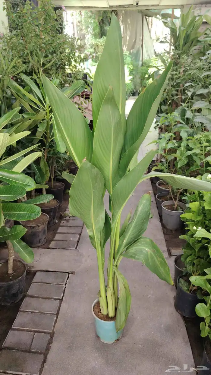 ثيل طبيعي C2000 وانطورو وثيل يباني وزرع طبيعي 9