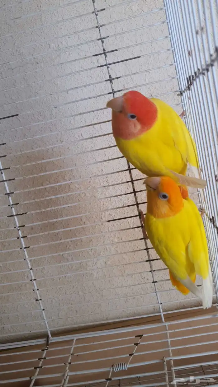 للبيع جوز روز 1