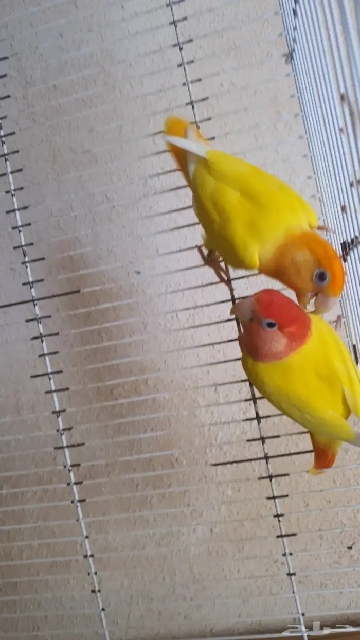 للبيع جوز روز 4