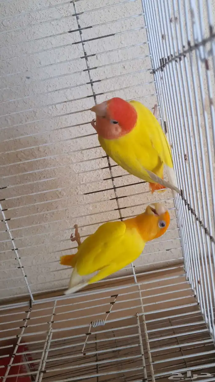 للبيع جوز روز 2