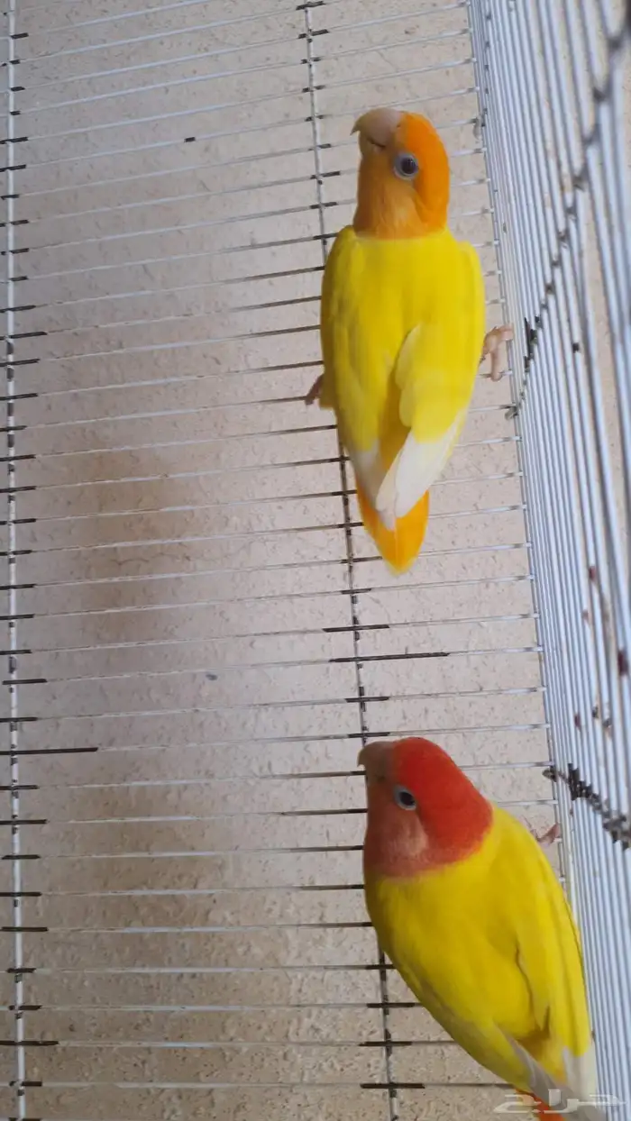 للبيع جوز روز 0