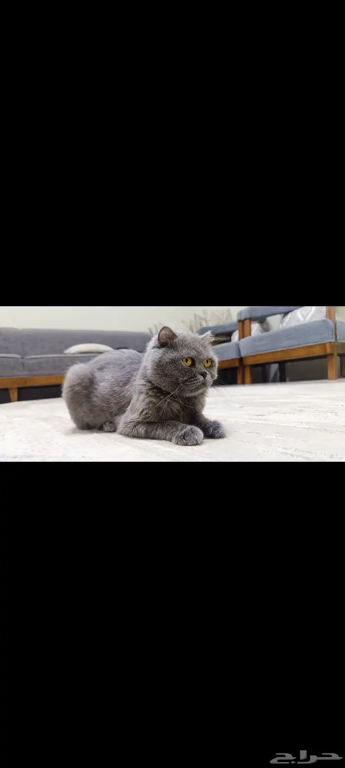 قطه سكوتش فولد 4