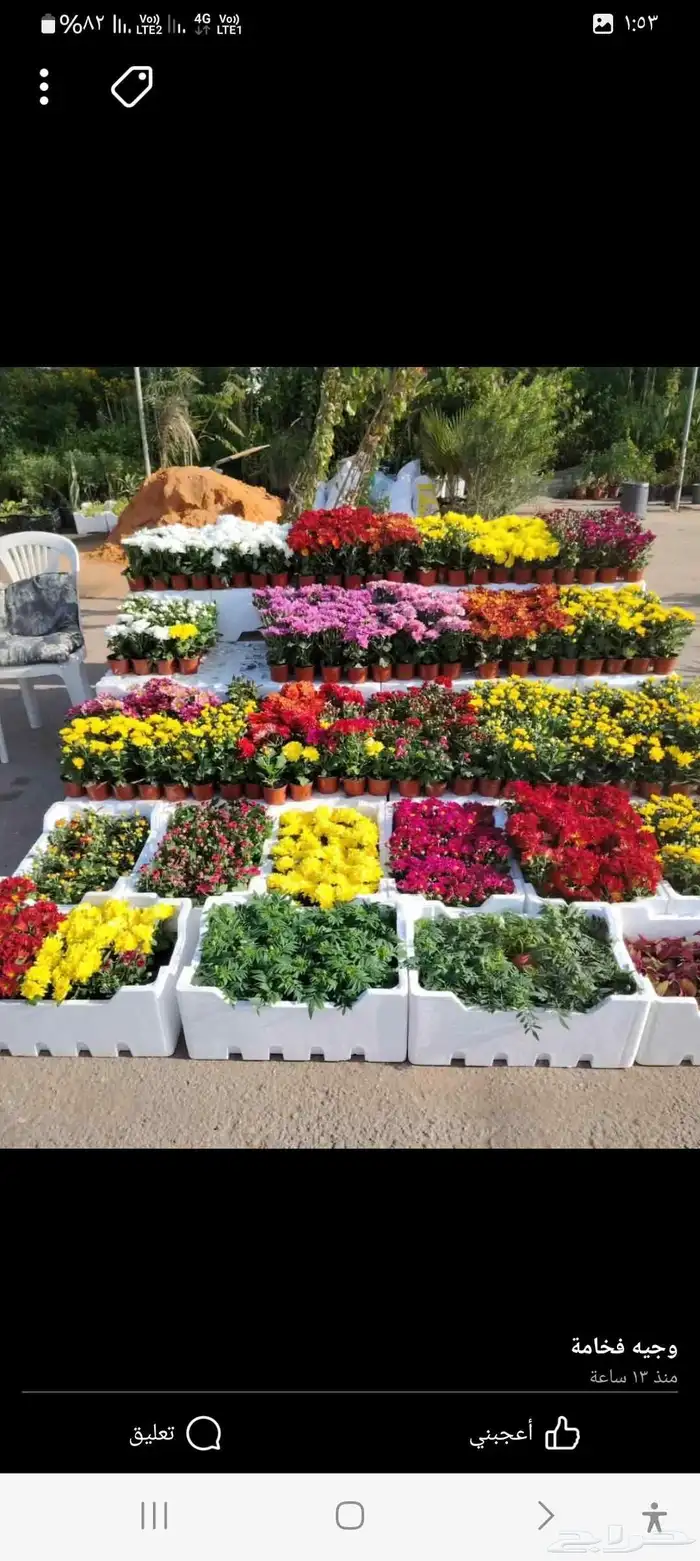 مشتل تنسيق حدائق التركيب الشجار وشمل شبكات اري 9