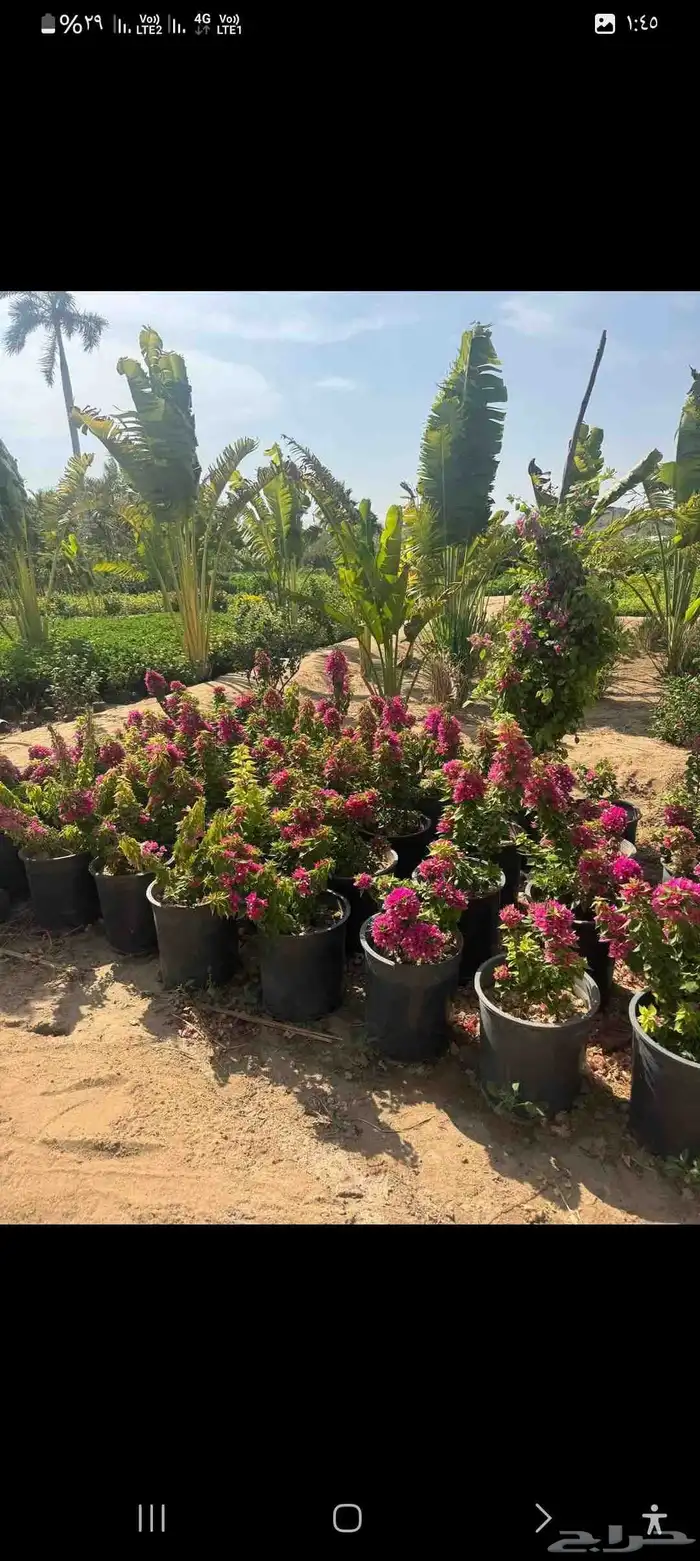 مشتل تنسيق حدائق التركيب الشجار وشمل شبكات اري 3