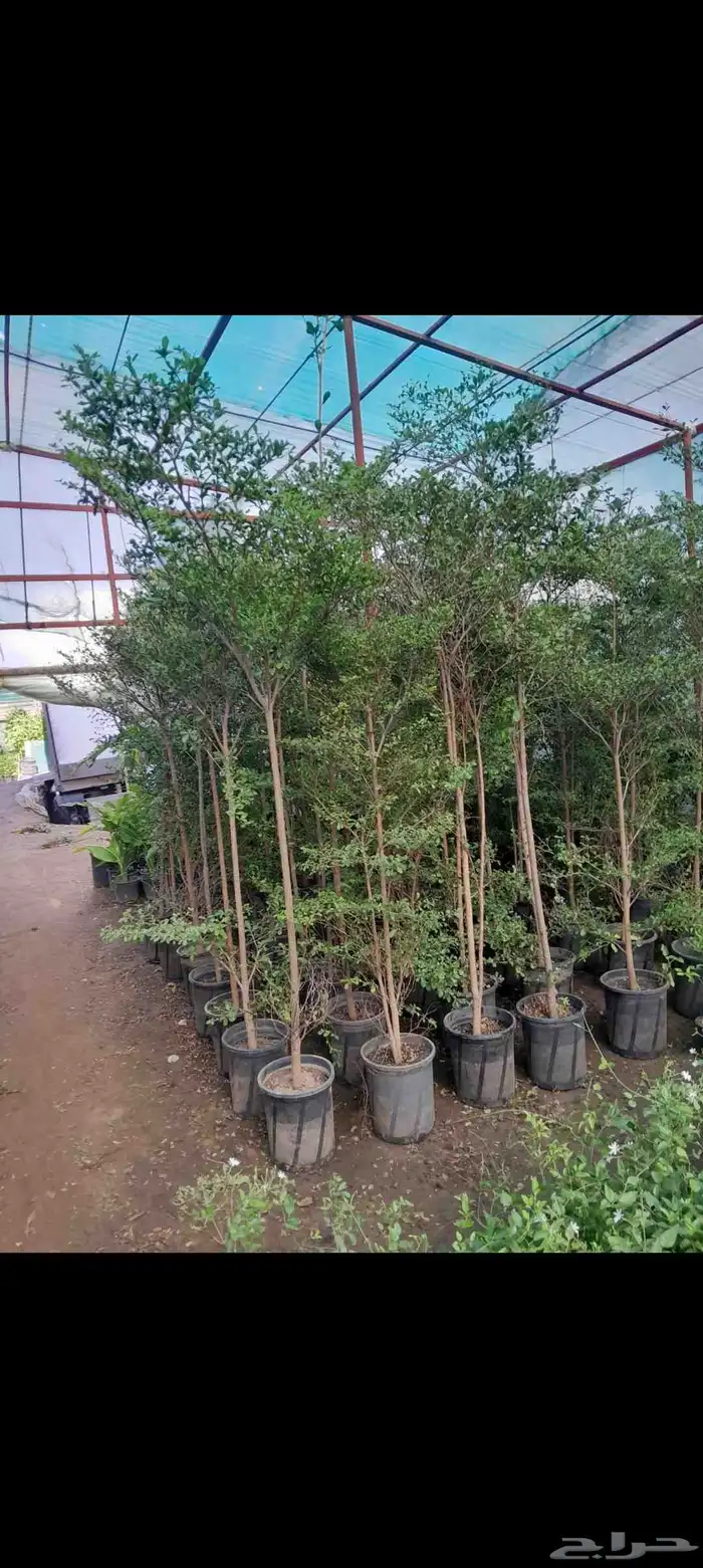 مشتل تنسيق حدائق التركيب الشجار وشمل شبكات اري 0