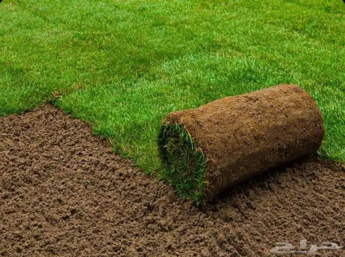 ثيل c2000 انجيله نخل واشنطن. حديقه 0