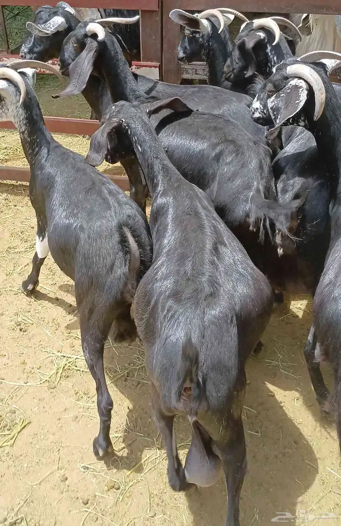 معزا سرحه للبيع دفيع ومضريع العدد 7 منوه القناي 9